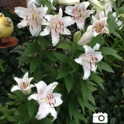 Menu White Stargazer Lily Collection 33 Menu White Stargazer Lily Collection -US Garden Plants Sales 2024 77165 muscadet oriental lily 3 1