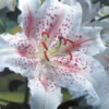 Menu Muscadet Oriental Lily 2 Menu Muscadet Oriental Lily -US Garden Plants Sales 2024 77165 muscadet oriental lily 4 2