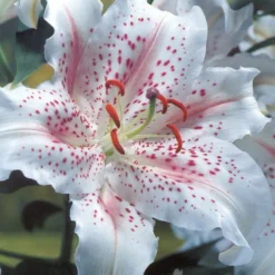 Menu Pink And Purple Star Lily Collection -US Garden Plants Sales 2024 77165 muscadet oriental lily 6