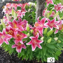 Menu Pink And Purple Star Lily Collection -US Garden Plants Sales 2024 77167 stargazer oriental lily 4 2