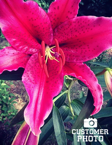 Menu Gran Tourismo Oriental Lily 4 Menu Gran Tourismo Oriental Lily - Image 2