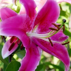 Menu Gran Tourismo Oriental Lily