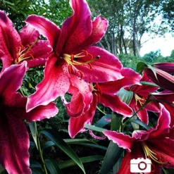 Menu Gran Tourismo Oriental Lily 7 Menu Gran Tourismo Oriental Lily -US Garden Plants Sales 2024 77175 gran tourismo oriental lily 3