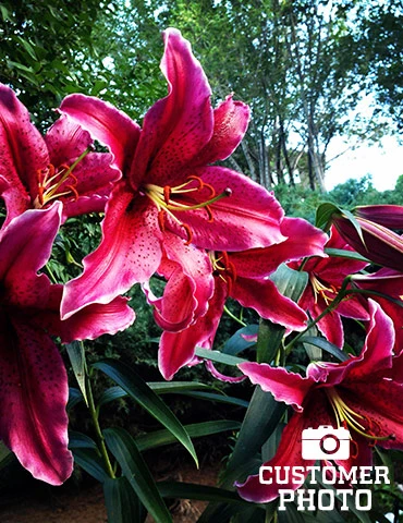 Menu Gran Tourismo Oriental Lily 5 Menu Gran Tourismo Oriental Lily - Image 3