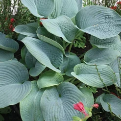 Menu Shady Summer Days Perennial Garden -US Garden Plants Sales 2024 77177 mixed hosta 2 3