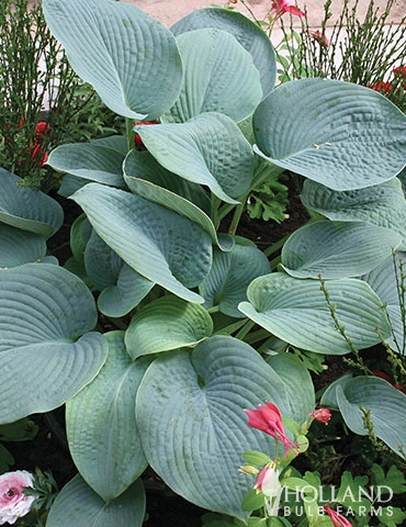 Menu Shady Perennial Mailbox Garden 8 Menu Shady Perennial Mailbox Garden - Image 6