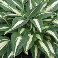 Menu Shady Summer Days Perennial Garden -US Garden Plants Sales 2024 77177 mixed hosta 3 3