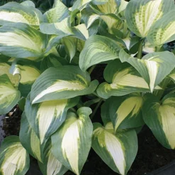 Menu Shady Perennial Mailbox Garden 23 Menu Shady Perennial Mailbox Garden -US Garden Plants Sales 2024 77177 mixed hosta 4