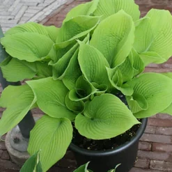 Menu Shady Summer Days Perennial Garden -US Garden Plants Sales 2024 77177 mixed hosta 5 3