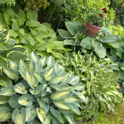 Menu Shady Summer Days Perennial Garden -US Garden Plants Sales 2024 77177 mixed hosta 6 3