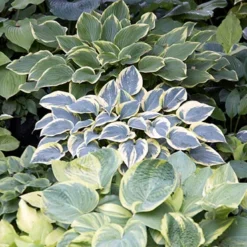 Menu Shady Perennial Mailbox Garden 20 Menu Shady Perennial Mailbox Garden -US Garden Plants Sales 2024 77177 mixed hosta 7