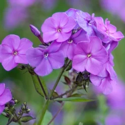 Menu Tall Phlox Collection 13 Menu Tall Phlox Collection -US Garden Plants Sales 2024 77188 lilac time tall phlox