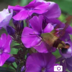 Menu Tall Phlox Collection 15 Menu Tall Phlox Collection -US Garden Plants Sales 2024 77188 lilac time tall phlox 3