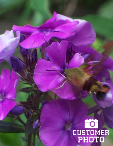 Menu Tall Phlox Collection 6 Menu Tall Phlox Collection - Image 4