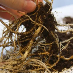 Menu Tall Phlox Collection 17 Menu Tall Phlox Collection -US Garden Plants Sales 2024 77189 star fire tall phlox 2