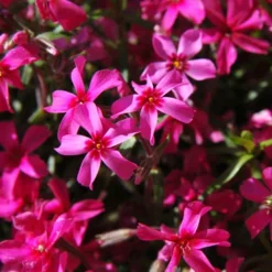 Menu Tall Phlox Collection 16 Menu Tall Phlox Collection -US Garden Plants Sales 2024 77189 star fire tall phlox