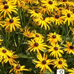Menu Mid Summer Perennial Collection 24 Menu Mid Summer Perennial Collection -US Garden Plants Sales 2024 77190 2018 07 11 black eyed susan joan geraldson 3