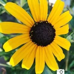 Menu Mid Summer Perennial Collection 25 Menu Mid Summer Perennial Collection -US Garden Plants Sales 2024 77190 2018 07 23 black eyed susan maria sanchez 3