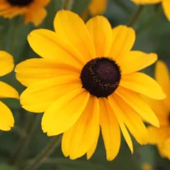 Menu Easy Complete Sun Garden -US Garden Plants Sales 2024 77190 black eyed susan 2 1