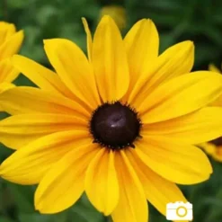 Menu Mid Summer Perennial Collection 27 Menu Mid Summer Perennial Collection -US Garden Plants Sales 2024 77190 black eyed susan 3 3