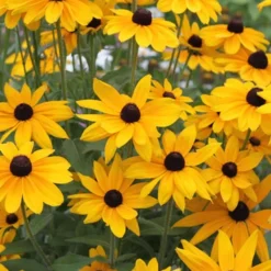 Menu Drought Tolerant Perennial Garden Collection -US Garden Plants Sales 2024 77190 black eyed susan 6