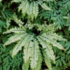 Menu Maidenhair Fern -US Garden Plants Sales 2024 77192 maidenhair fern