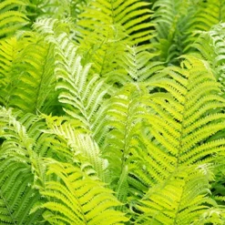 Menu Ostrich Fern 7 Menu Ostrich Fern -US Garden Plants Sales 2024 77193 ostrich fern