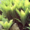 Menu Ostrich Fern -US Garden Plants Sales 2024 77193 ostrich fern 3