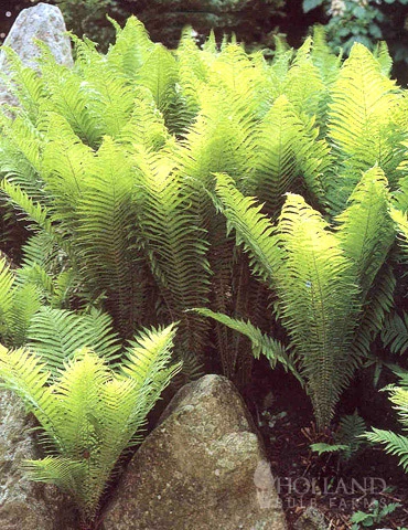 Menu Ostrich Fern 3 Menu Ostrich Fern