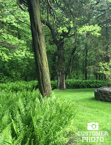 Menu Ostrich Fern 6 Menu Ostrich Fern - Image 4