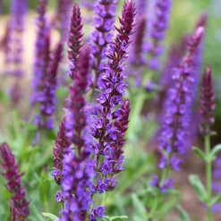 Menu Deer Resistant Sun Garden Collection -US Garden Plants Sales 2024 77194 may night salvia 2