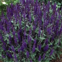 Menu Easy Complete Sun Garden -US Garden Plants Sales 2024 77194 may night salvia 3 1