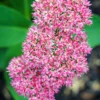 Menu Autumn Joy Sedum -US Garden Plants Sales 2024 77195 autumn joy sedum