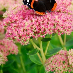 Menu Easy Complete Sun Garden -US Garden Plants Sales 2024 77195 autumn joy sedum 2 1