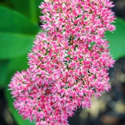 Menu Autumn Joy Sedum