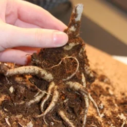 Menu Drought Tolerant Perennial Garden Collection -US Garden Plants Sales 2024 77195 autumn joy sedum 3 2