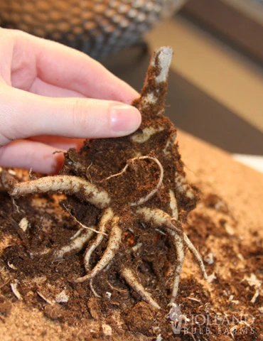 Menu Autumn Joy Sedum 5 Menu Autumn Joy Sedum - Image 3