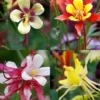 Menu Mixed Aquilegia Or Columbine -US Garden Plants Sales 2024 77196 mixed aquilegia or columbine 1