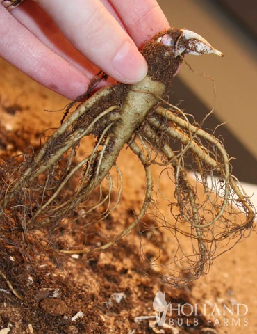 Menu Mixed Aquilegia Or Columbine 4 Menu Mixed Aquilegia Or Columbine - Image 2