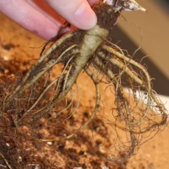 Menu Perennial Butterfly Garden Collection -US Garden Plants Sales 2024 77196 mixed aquilegia or columbine 2