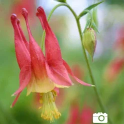 Menu Mixed Aquilegia Or Columbine 11 Menu Mixed Aquilegia Or Columbine -US Garden Plants Sales 2024 77196 mixed aquilegia or columbine 3 1