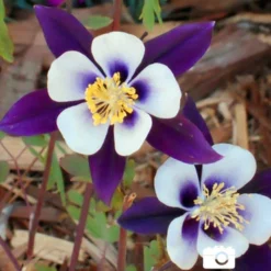 Menu Perennial Butterfly Garden Collection -US Garden Plants Sales 2024 77196 mixed aquilegia or columbine 4