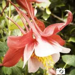 Menu Perennial Butterfly Garden Collection -US Garden Plants Sales 2024 77196 mixed aquilegia or columbine 5