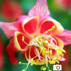 Menu Perennial Butterfly Garden Collection -US Garden Plants Sales 2024 77196 mixed aquilegia or columbine 6