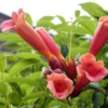 Menu Flamenco Trumpet Vine
