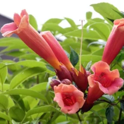 Menu Flamenco Trumpet Vine