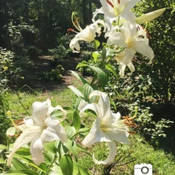 Menu Pink And Purple Star Lily Collection -US Garden Plants Sales 2024 77214 casa blanca 5