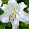 Menu Casa Blanca Oriental Lily Jumbo Pack -US Garden Plants Sales 2024 77214 casa blanca oriental lily