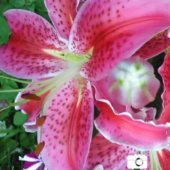 Menu Summer Lily Collection -US Garden Plants Sales 2024 77217 stargazers 3 4