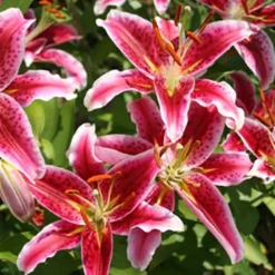 Menu Summer Lily Collection -US Garden Plants Sales 2024 77217 stargazers 5 4